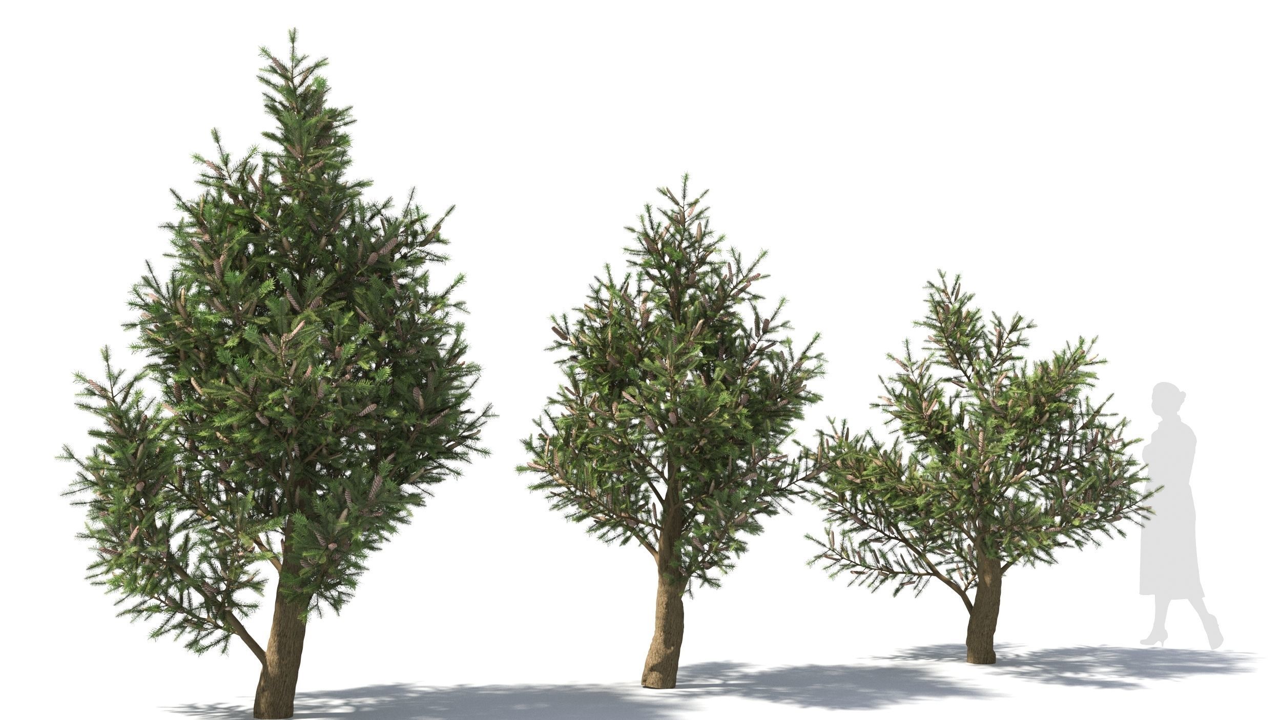 Picea 3D model_3
