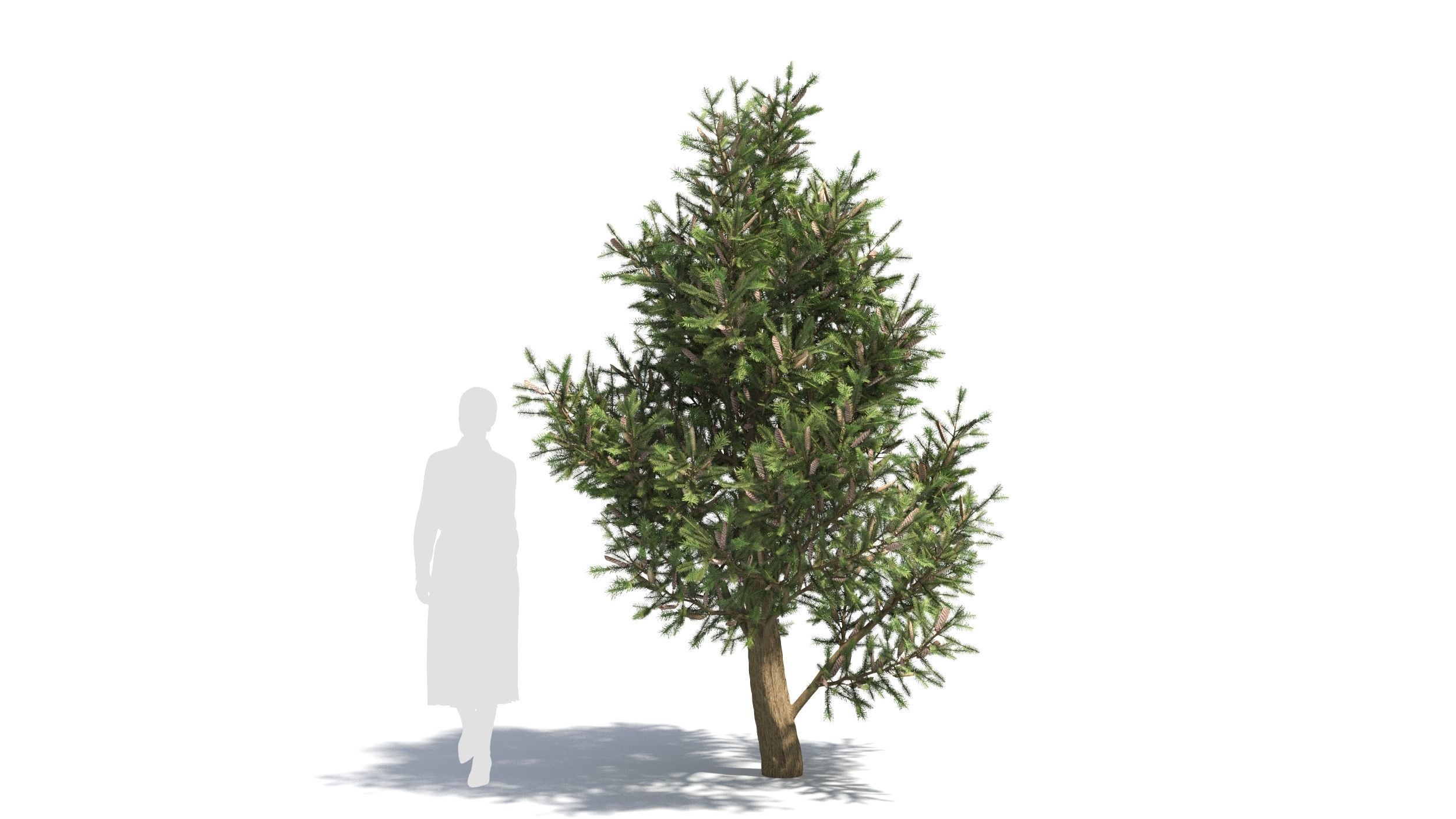 Picea 3D model_7