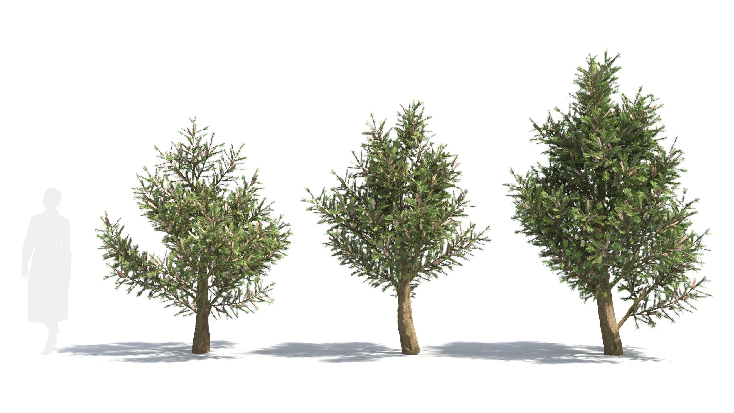 Picea 3D model_1
