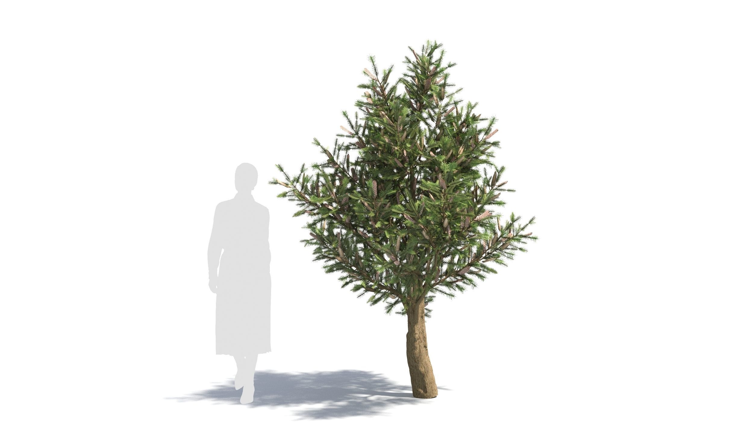 Picea 3D model_6
