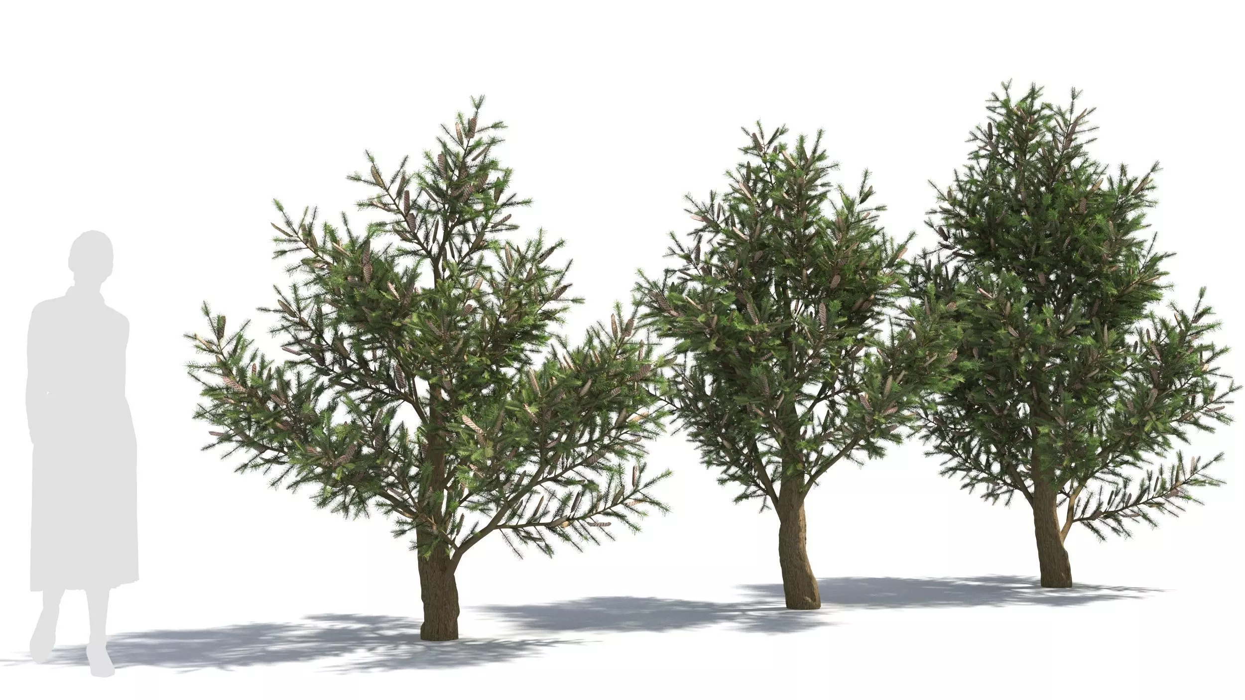 Picea 3D model_0