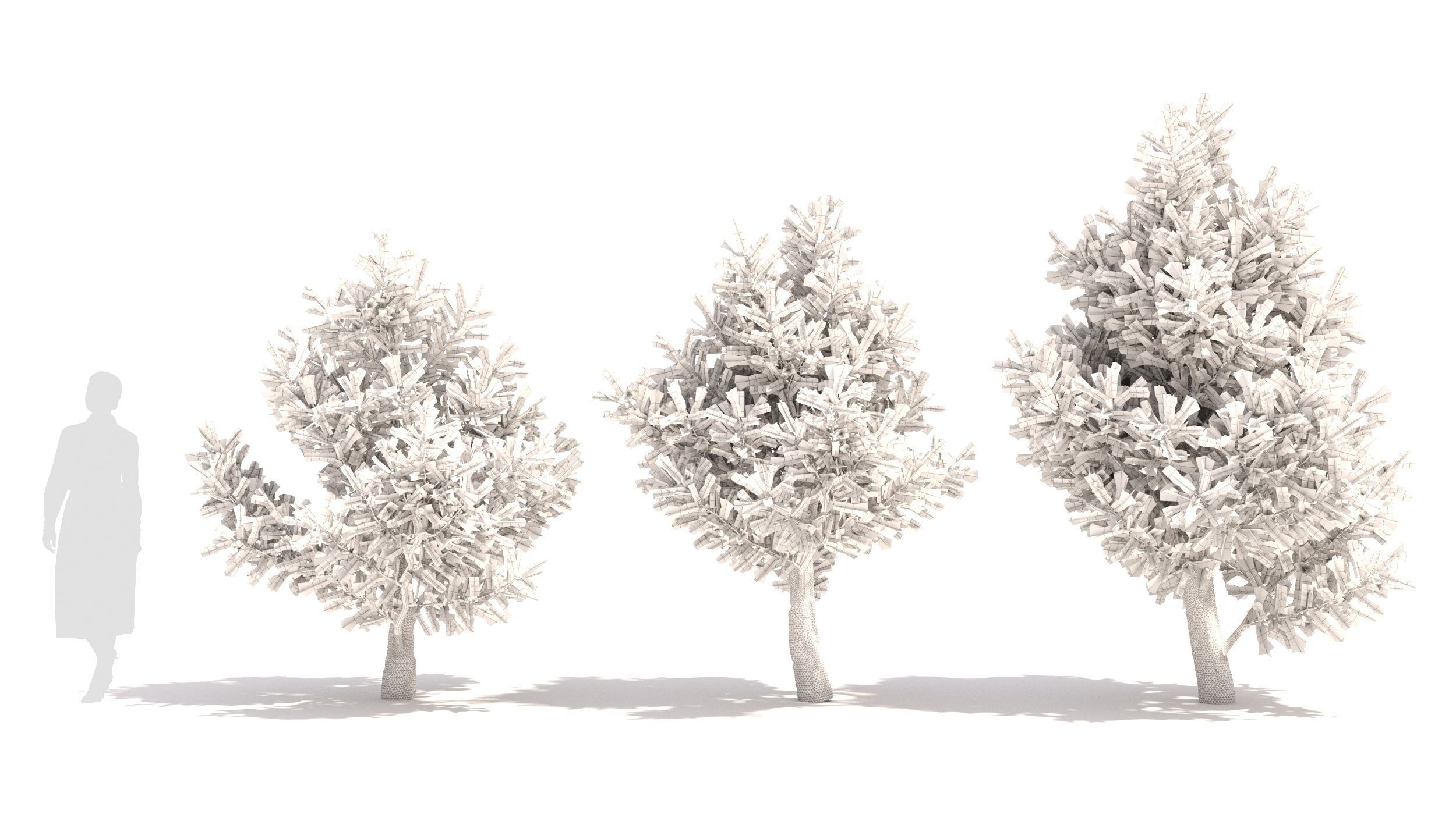 Picea 3D model_8