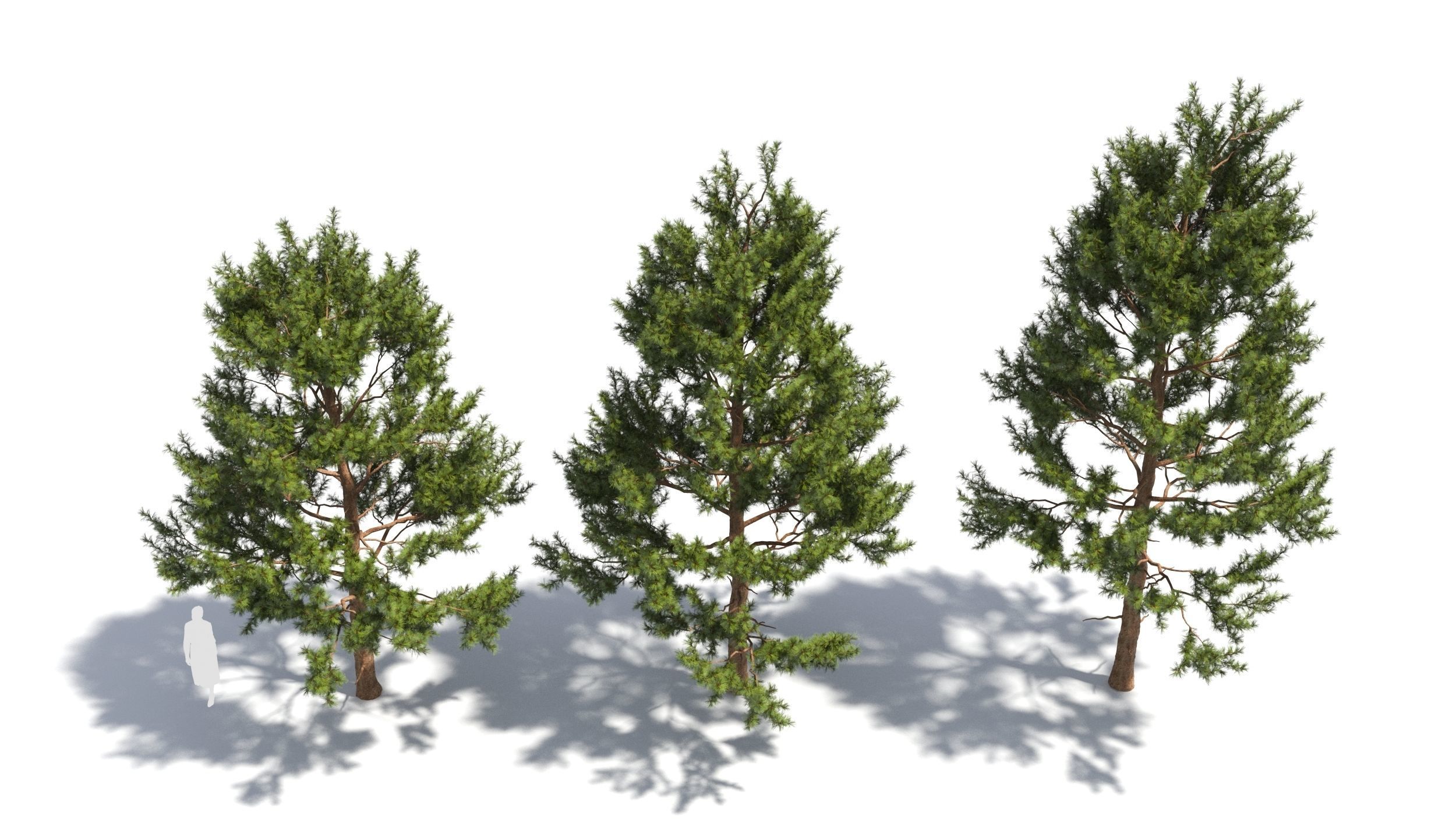 Pinus tree 3D model_2