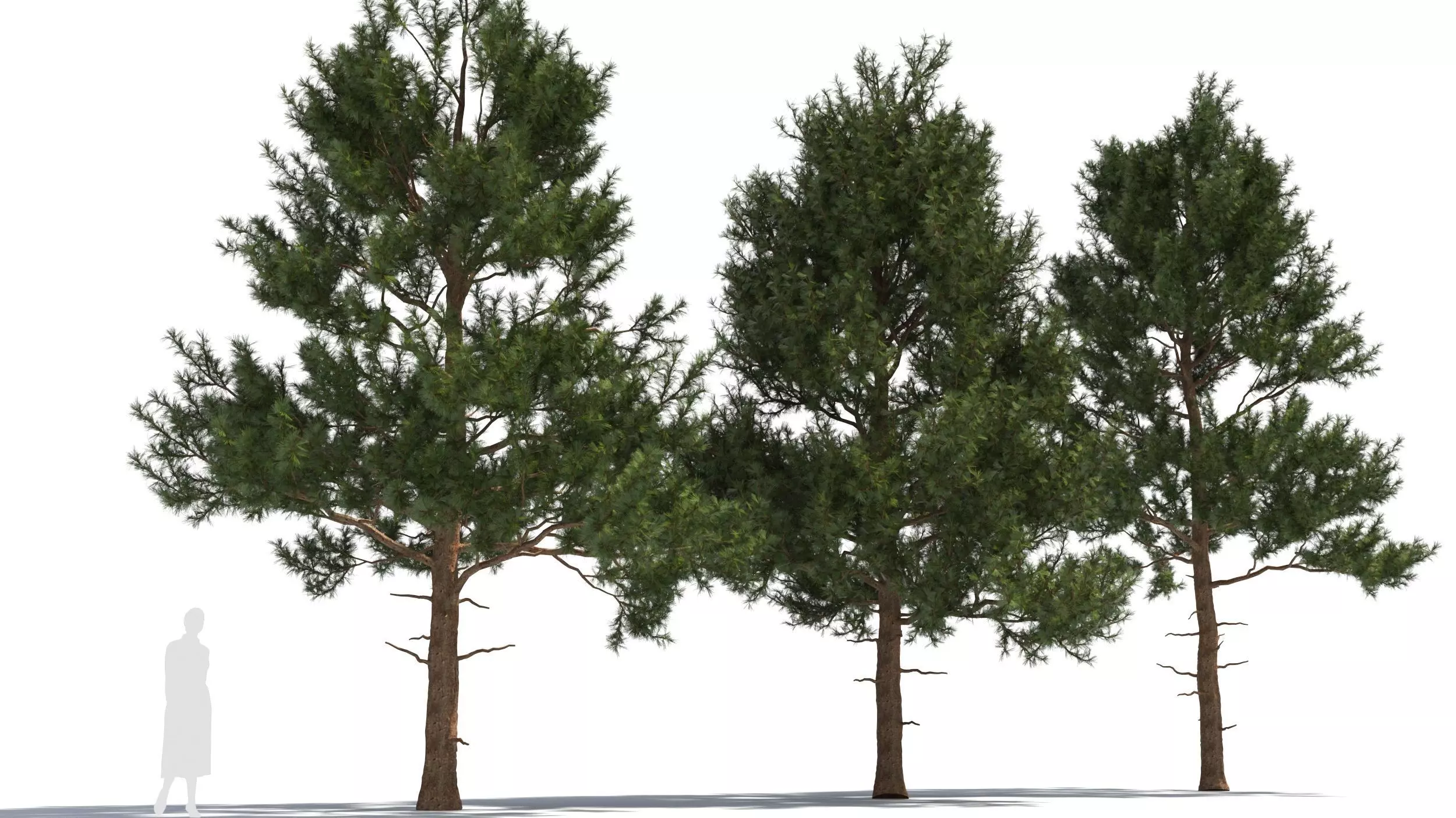 Pinus tree 3D model_0
