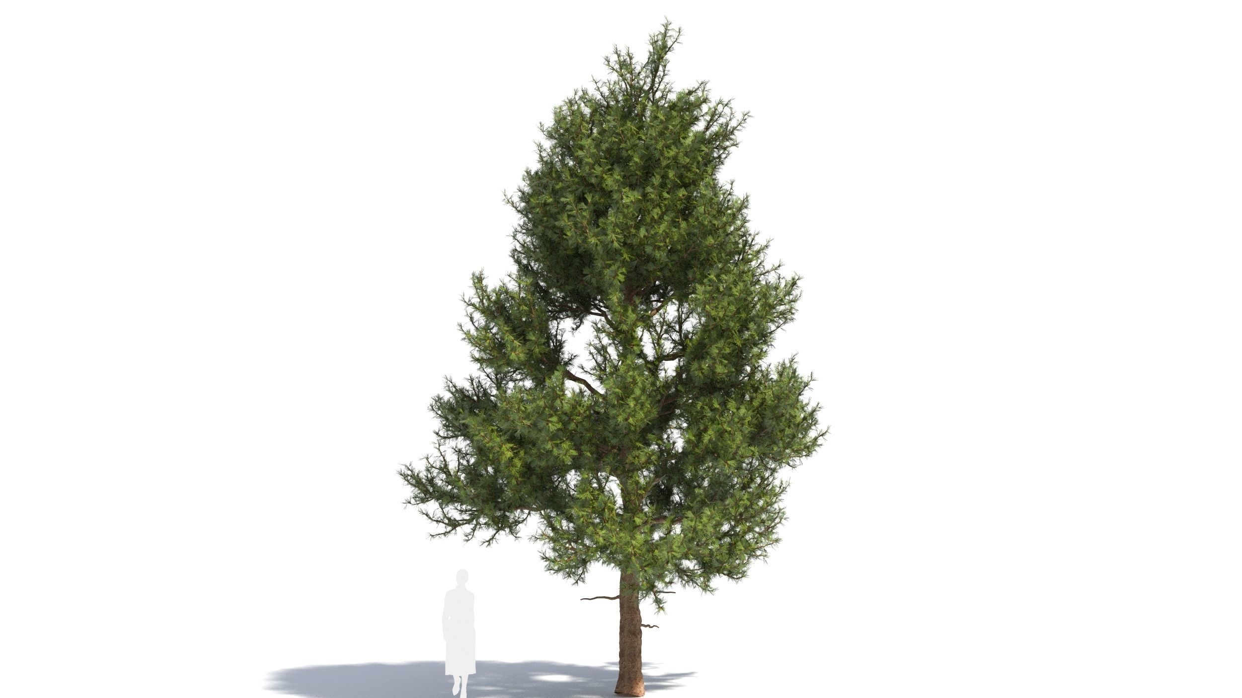 Pinus tree 3D model_6