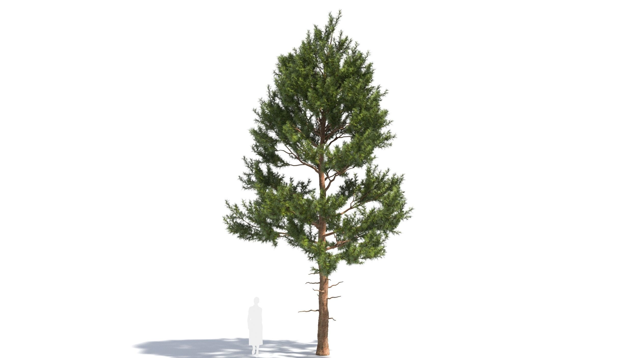 Pinus tree 3D model_7
