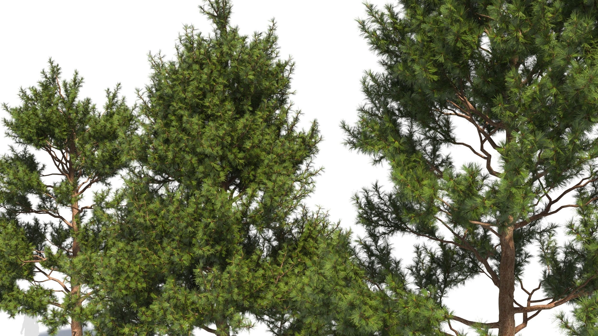 Pinus tree 3D model_4