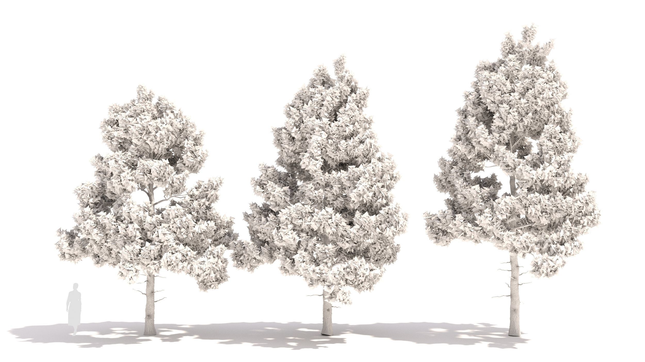 Pinus tree 3D model_8
