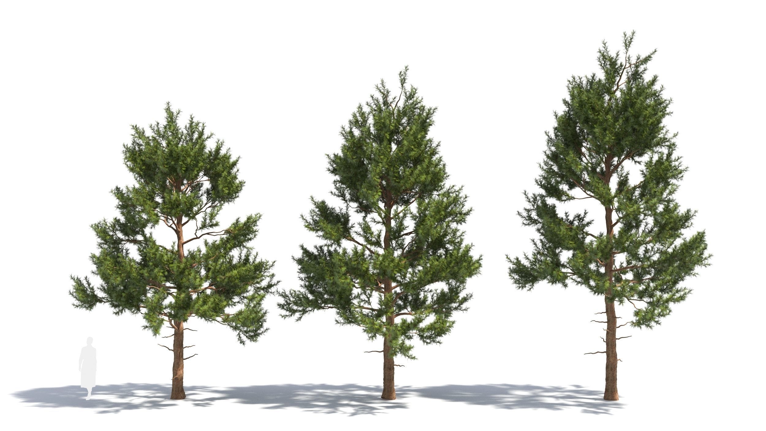 Pinus tree 3D model_1