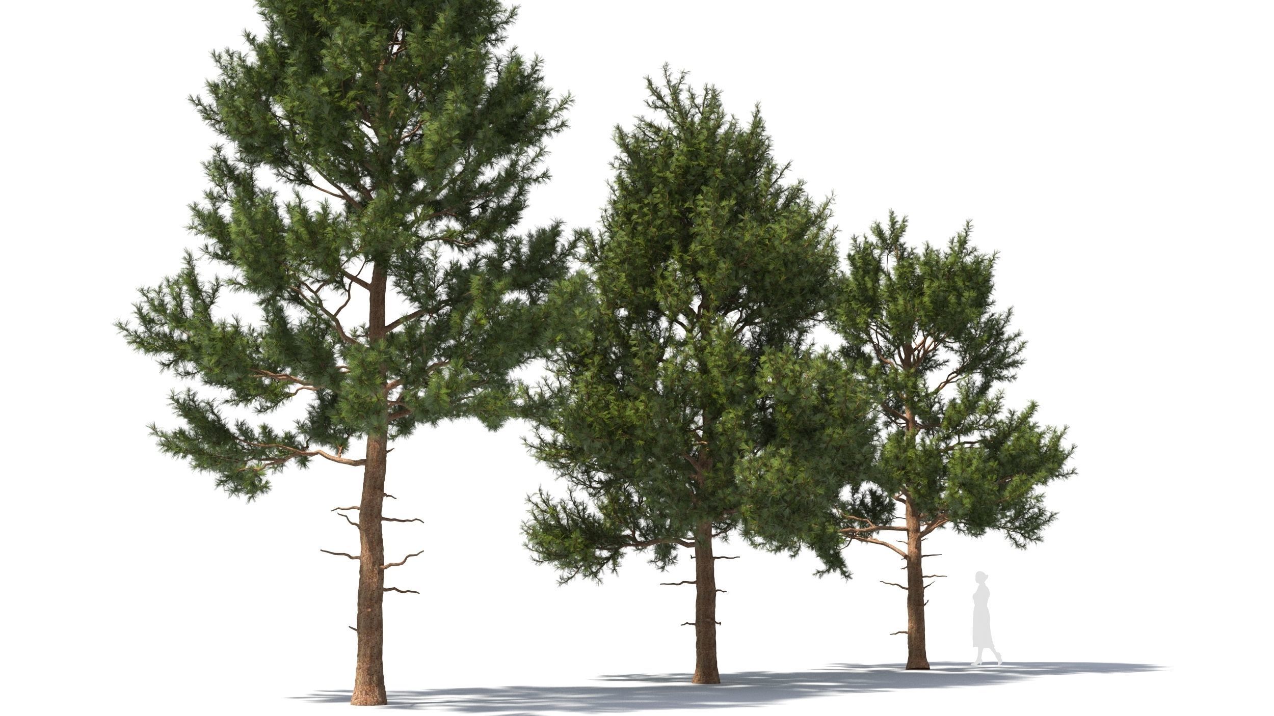 Pinus tree 3D model_3