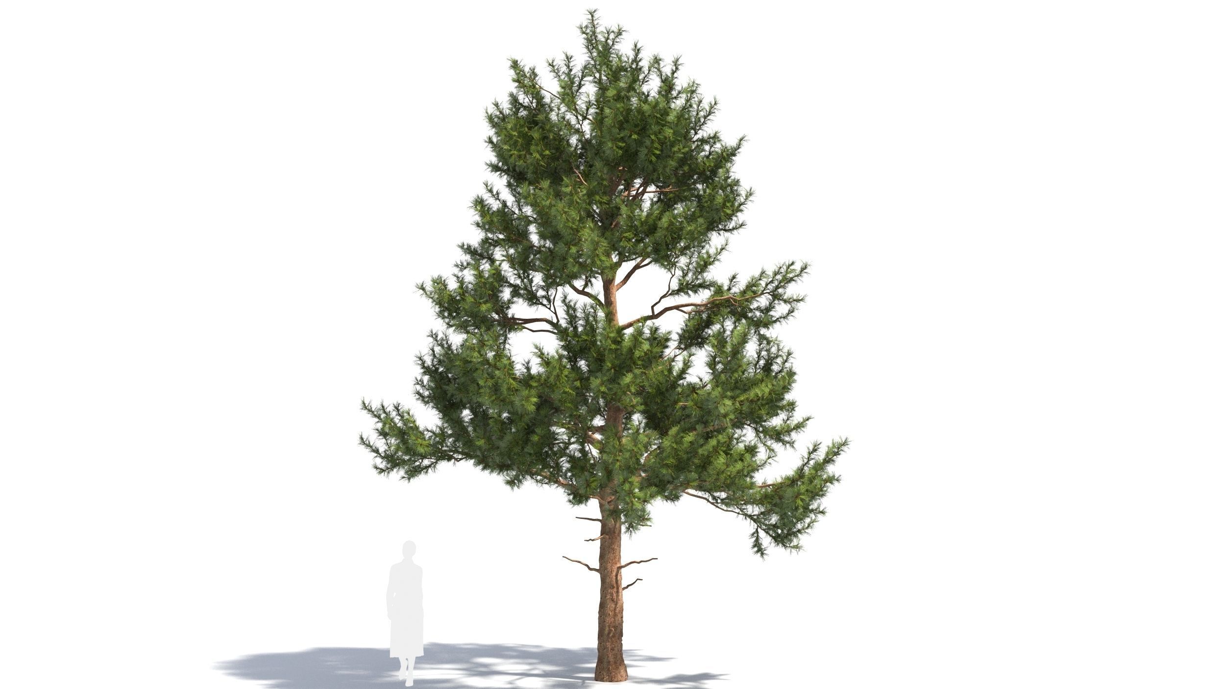 Pinus tree 3D model_5