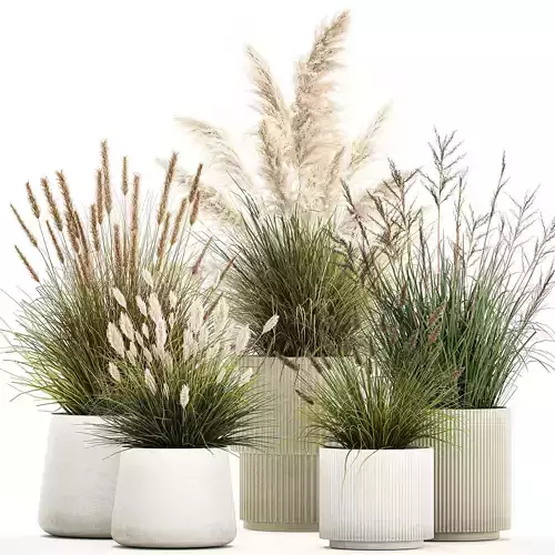 Beautiful bushes of pampas and feather grass in pots 1255