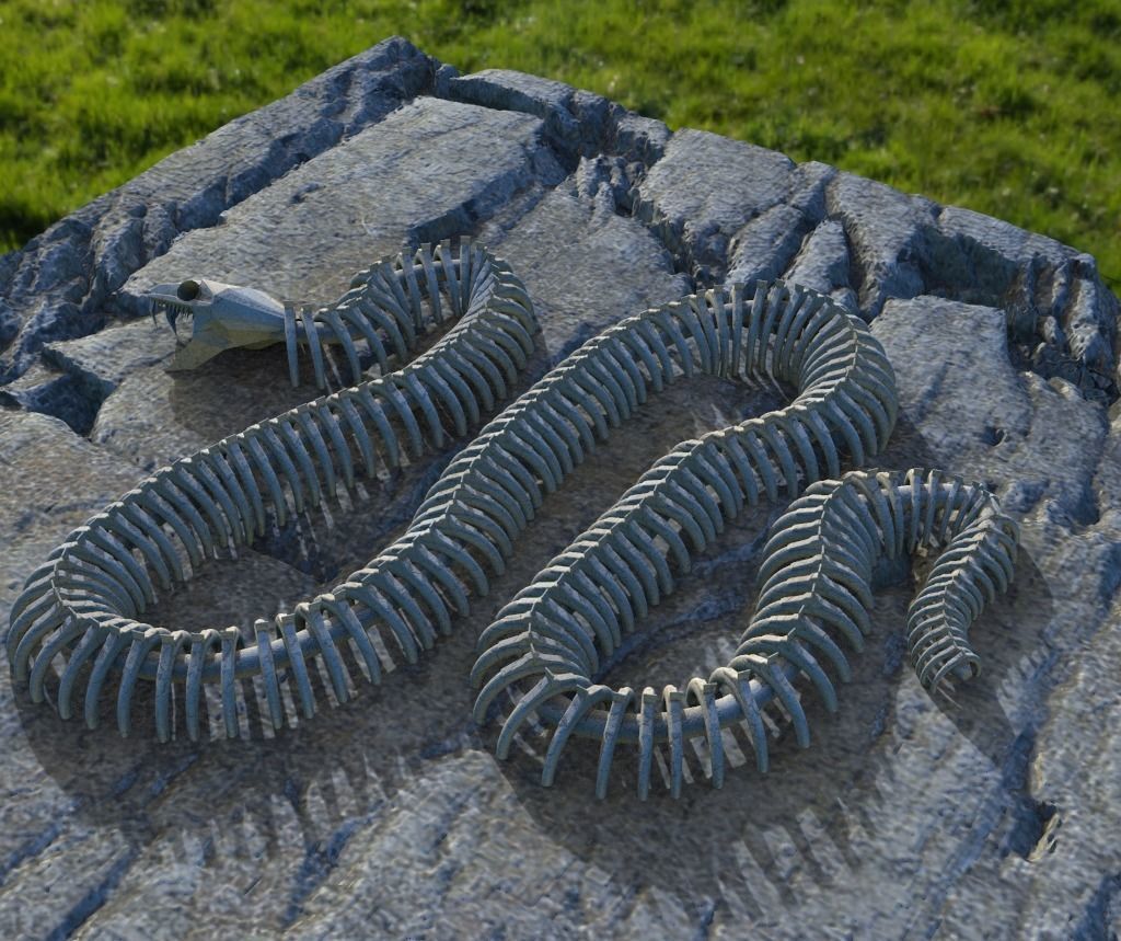 3D model Giant Snake Skeleton VR / AR / low-poly | CGTrader