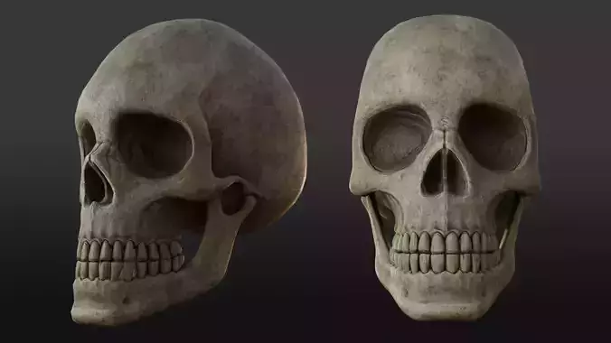 Human Skull - Semi realistic Low-poly 3D model