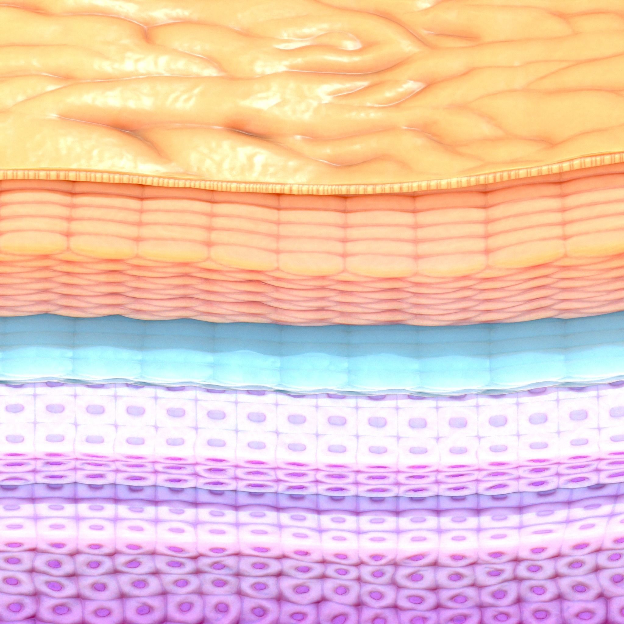 Epidermis Cross Section 3D model_4