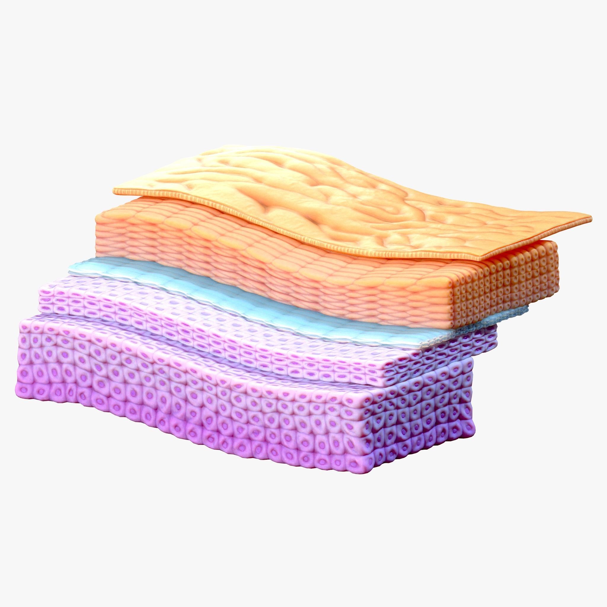 Epidermis Cross Section 3D model_1