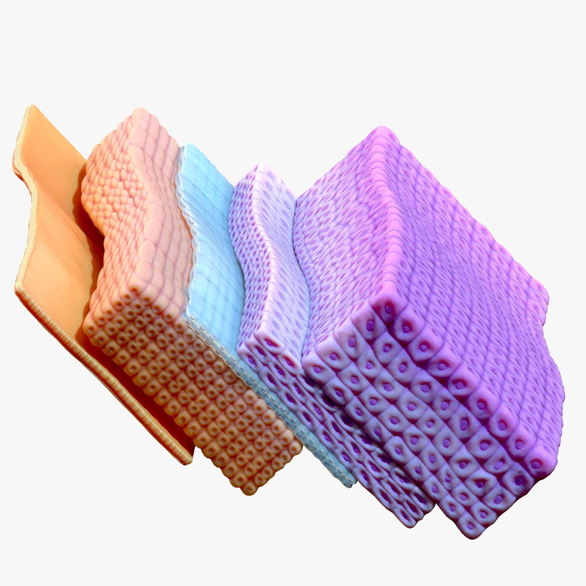 Epidermis Cross Section 3D model_6