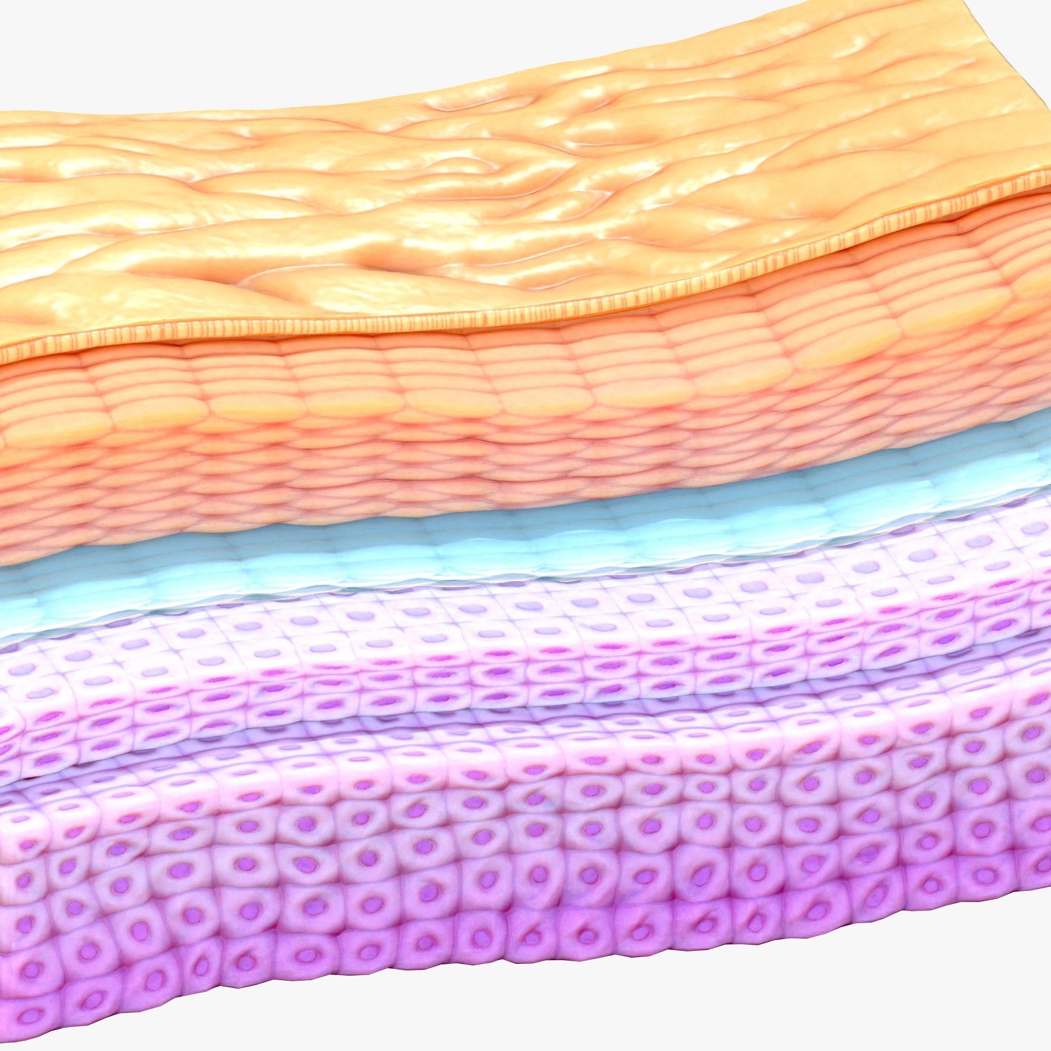 Epidermis Cross Section 3D model_3