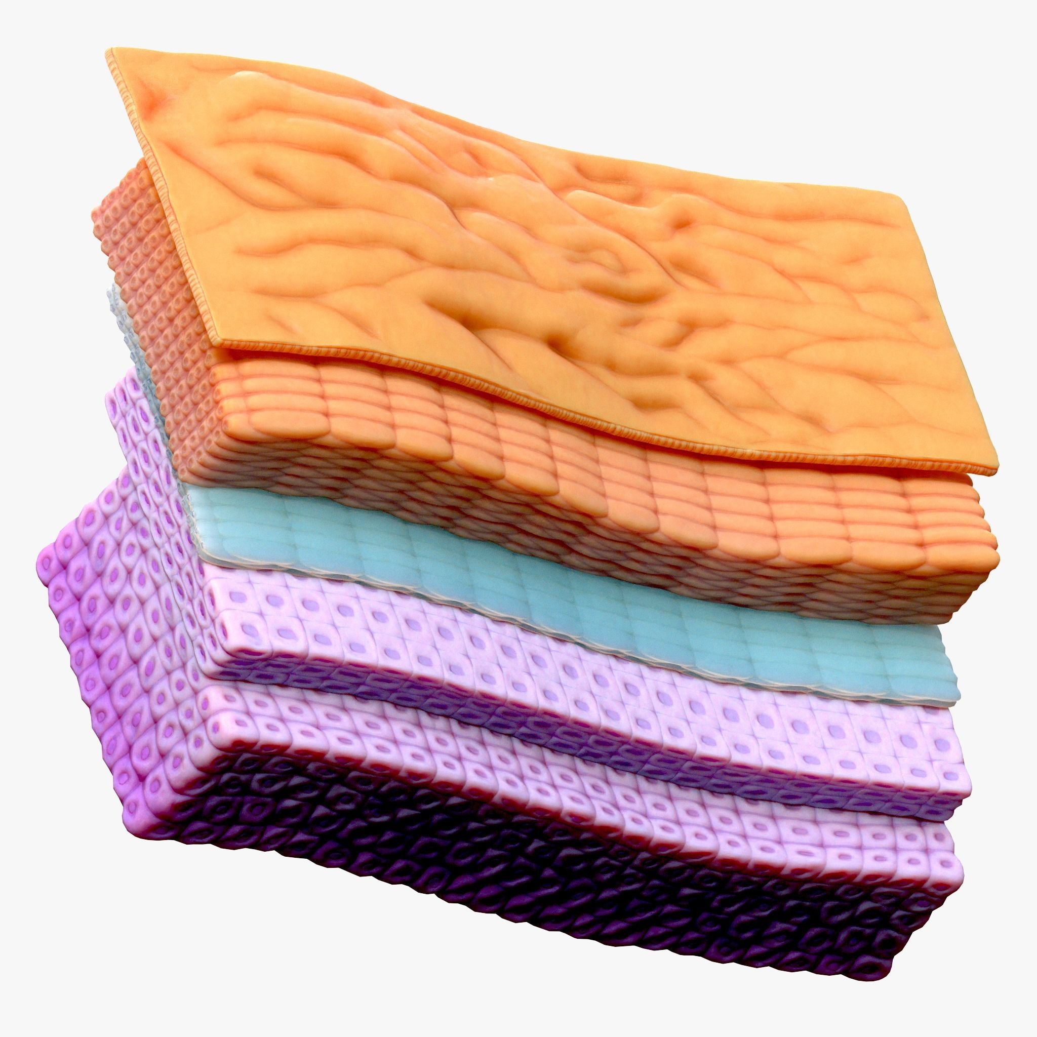 Epidermis Cross Section 3D model_5