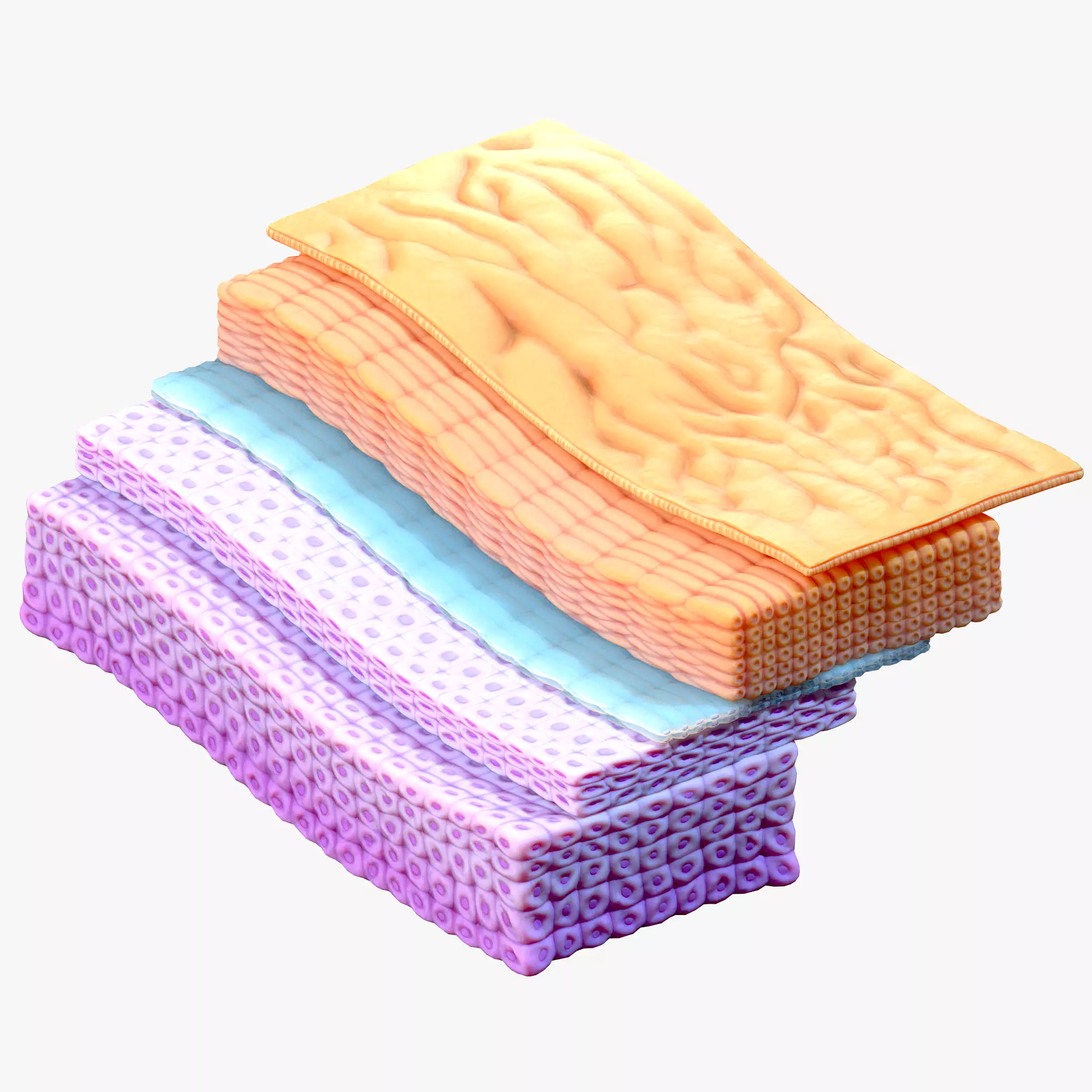 Epidermis Cross Section 3D model_0