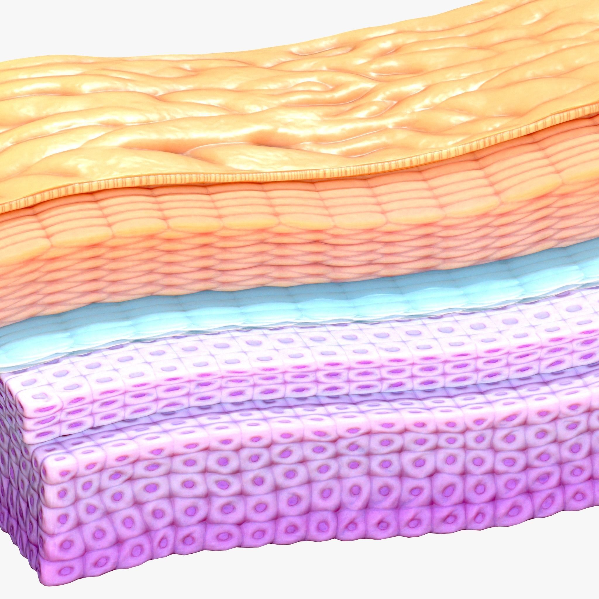Epidermis Cross Section 3D model_2
