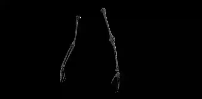 3d Skeleton models 