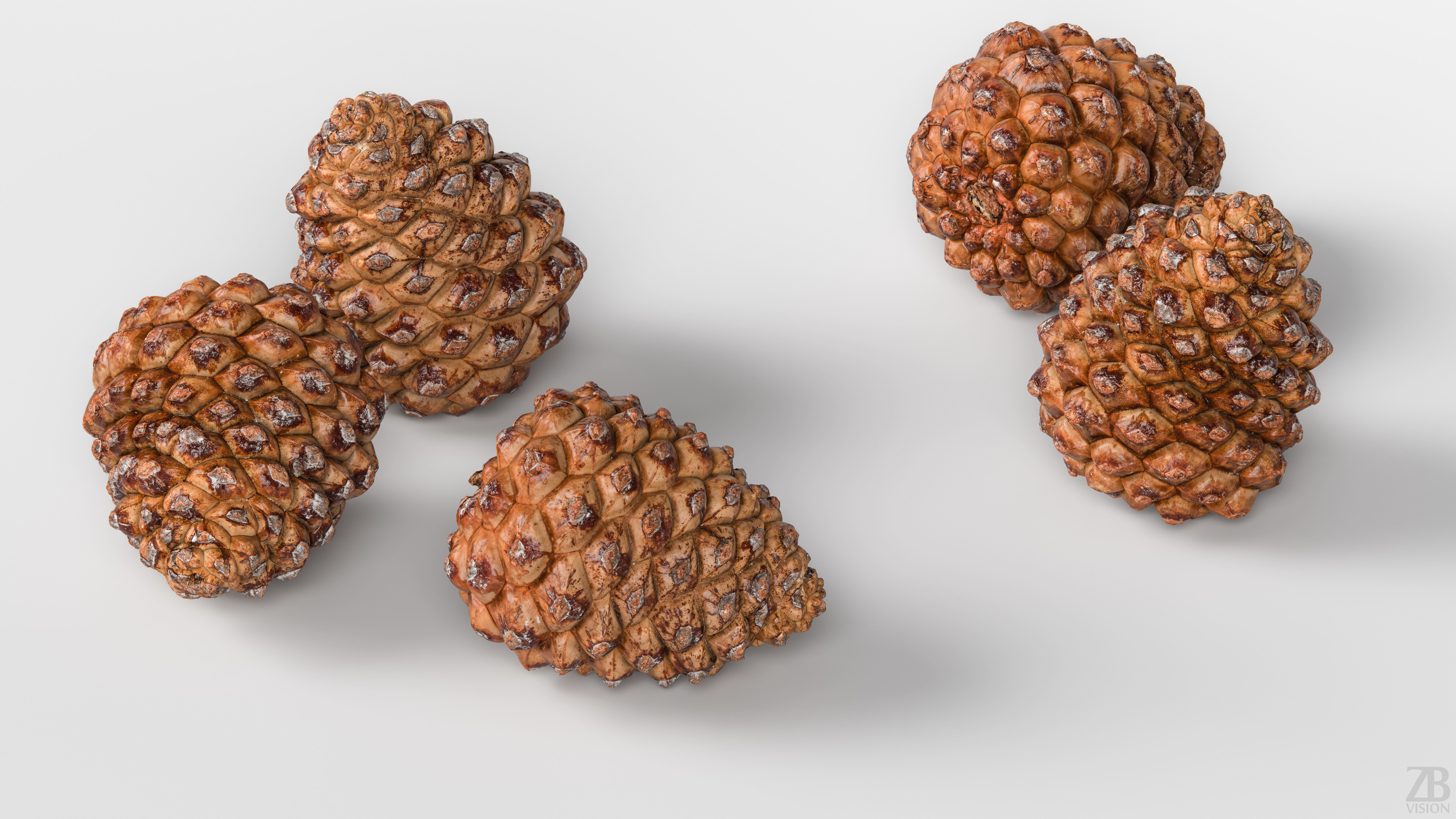 Pinecone 3D model_2