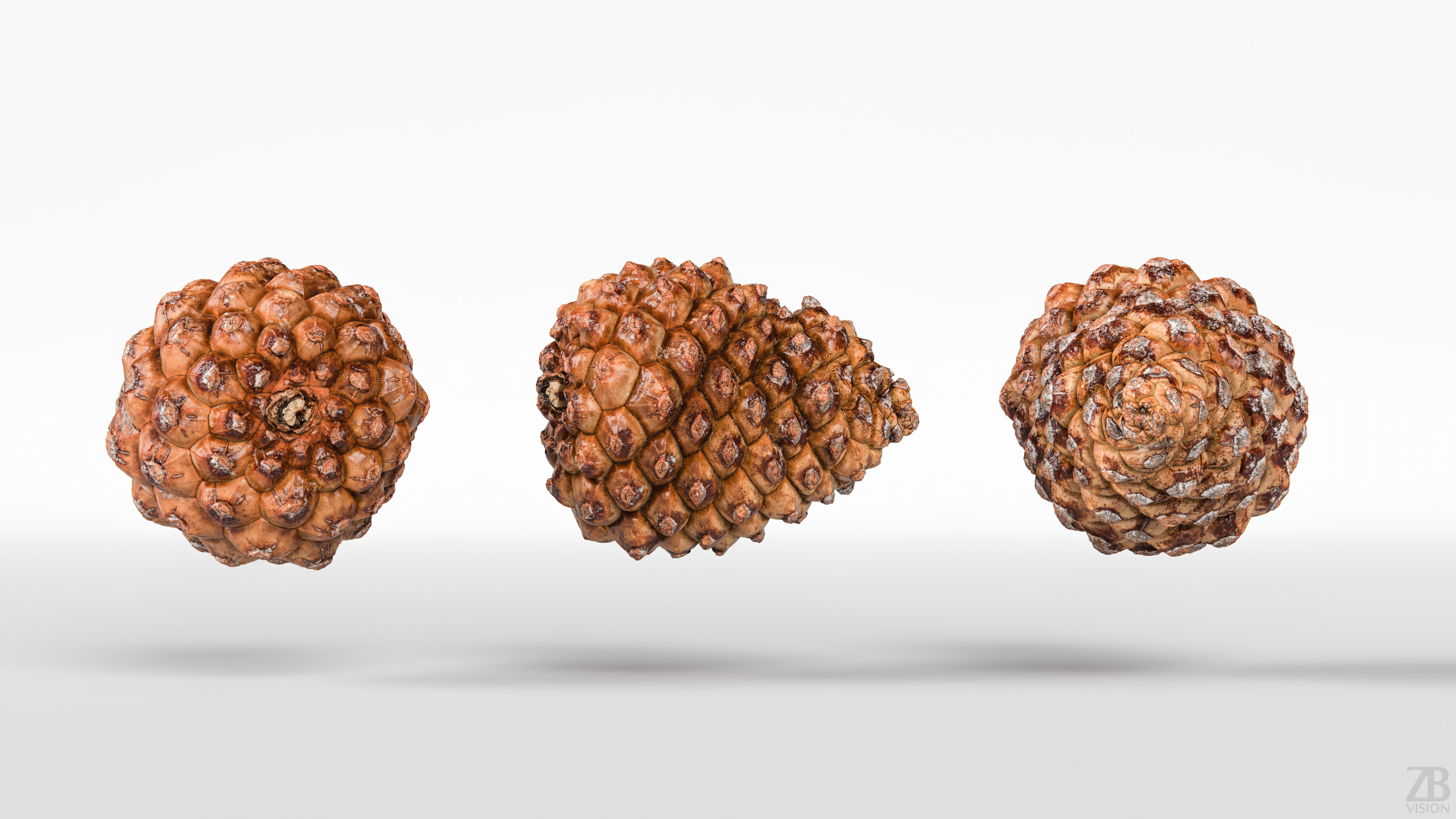 Pinecone 3D model_4