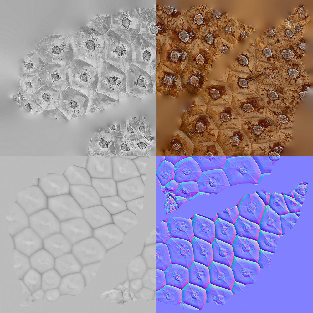 Pinecone 3D model_8