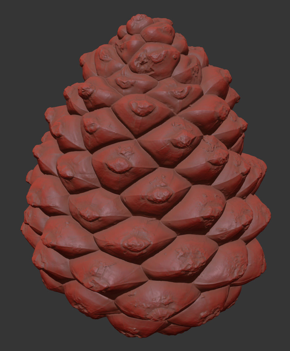 Pinecone 3D model_7