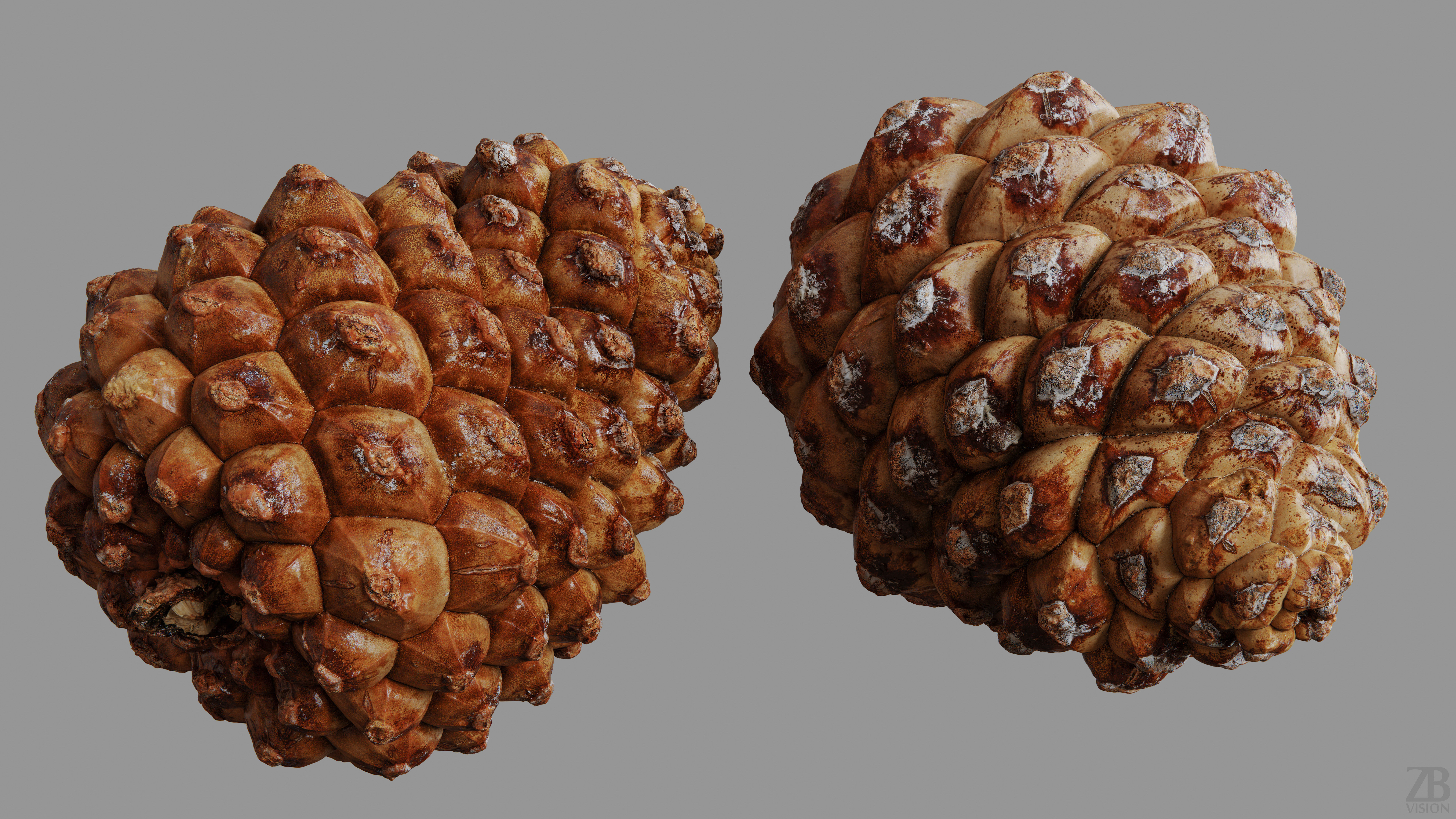 Pinecone 3D model_9