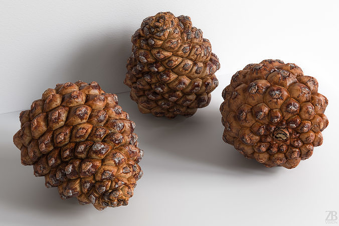 Pinecone 3D model