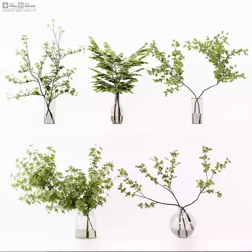 Collection Indoor Plants 037 3D model
