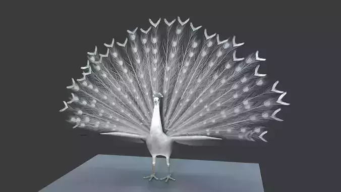 White Peacock 3D model