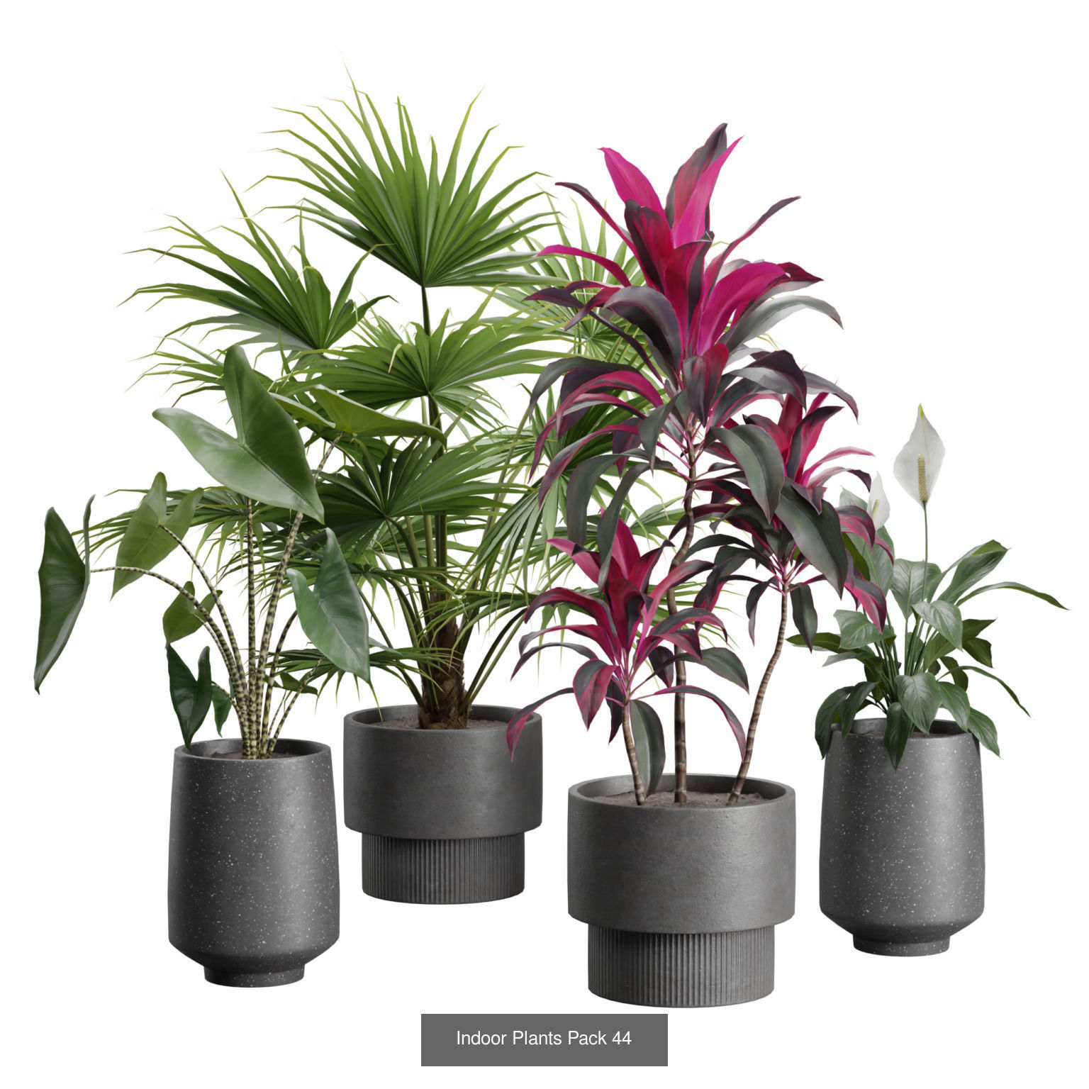 Indoor Plants Collection 01 _7