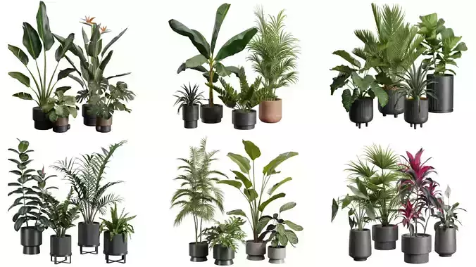 Indoor Plants Collection 01 