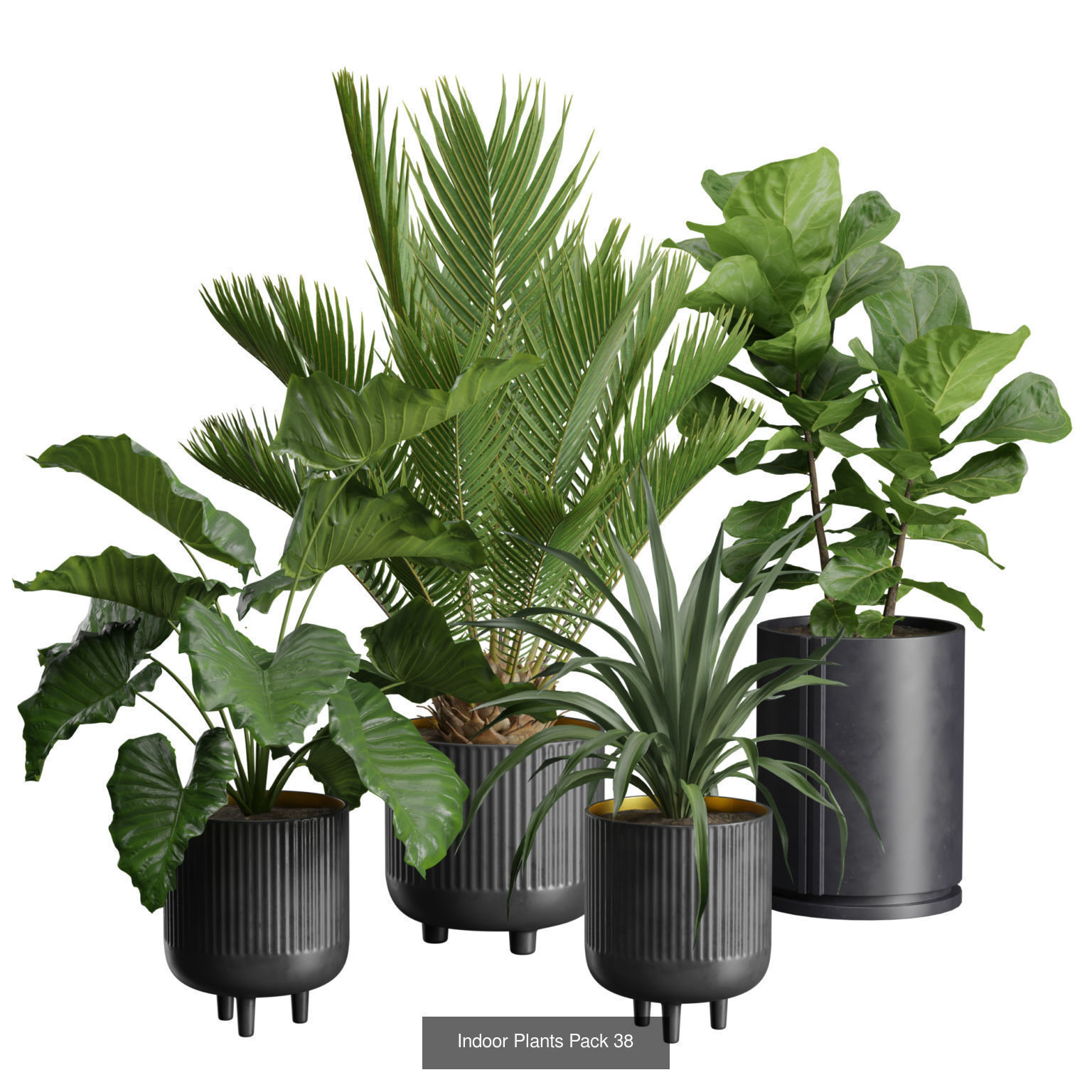 Indoor Plants Collection 01 _2