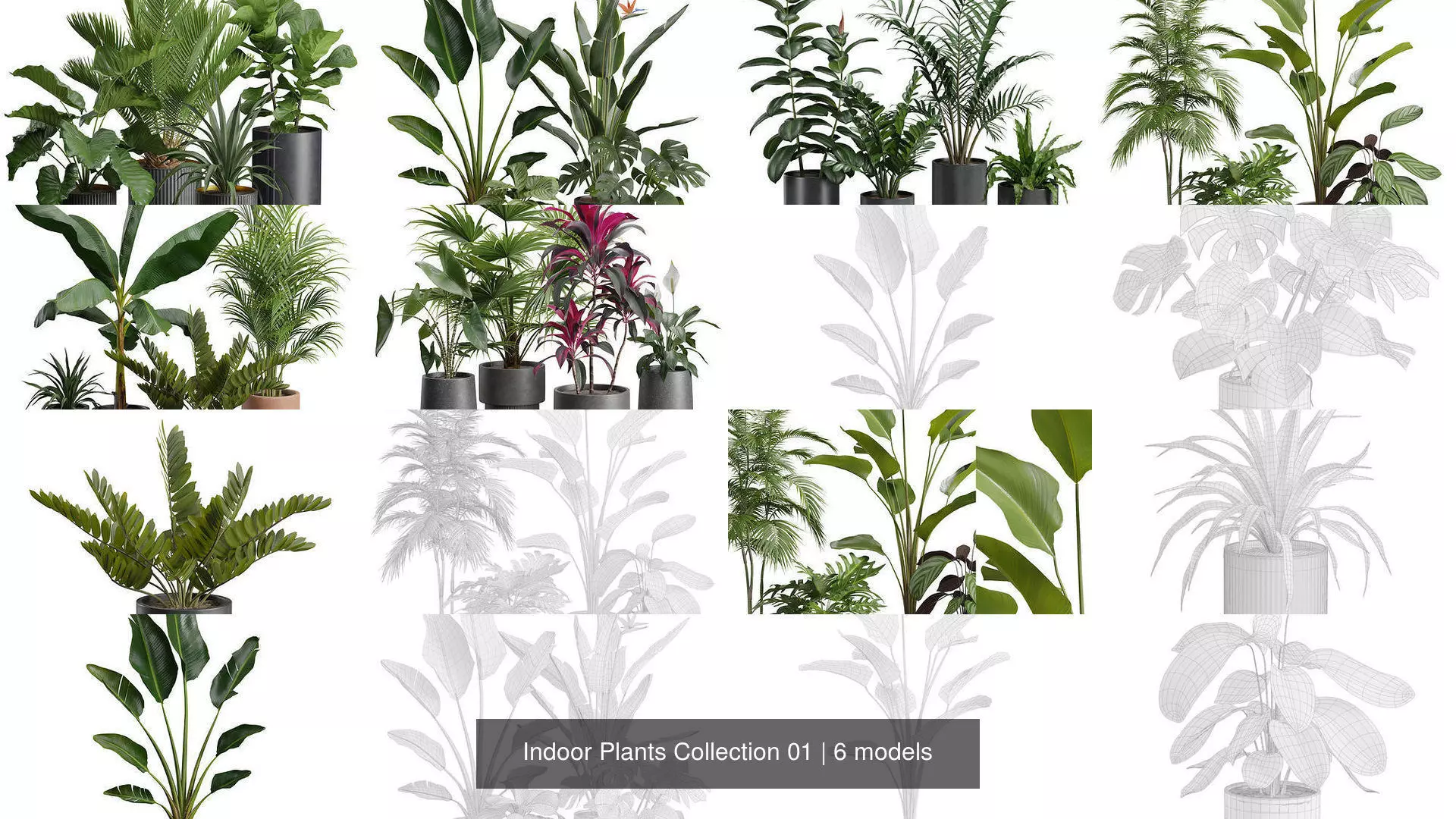 Indoor Plants Collection 01 _1