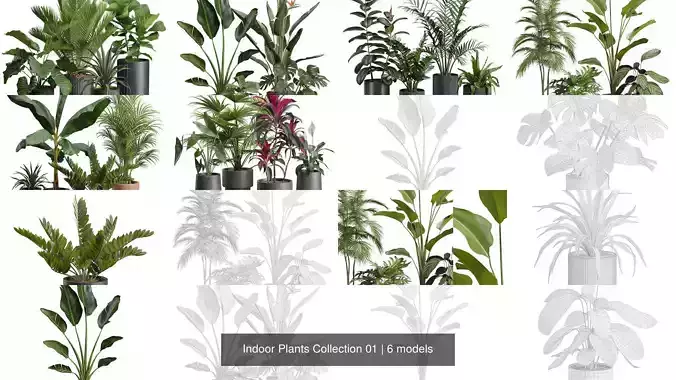 Indoor Plants Collection 01