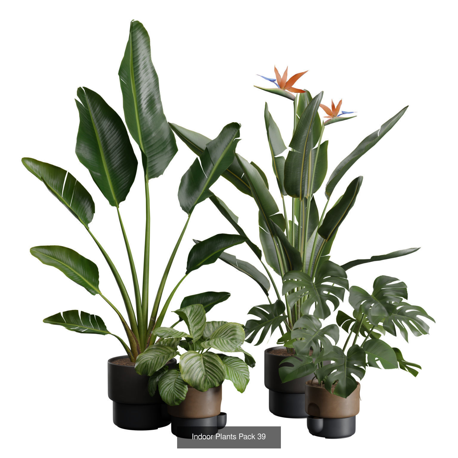Indoor Plants Collection 01 _3