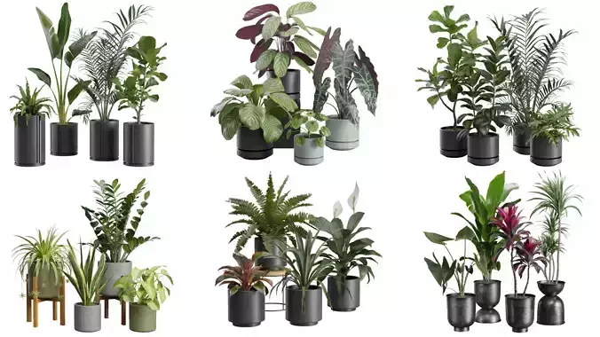 Indoor Plants Collection 02 