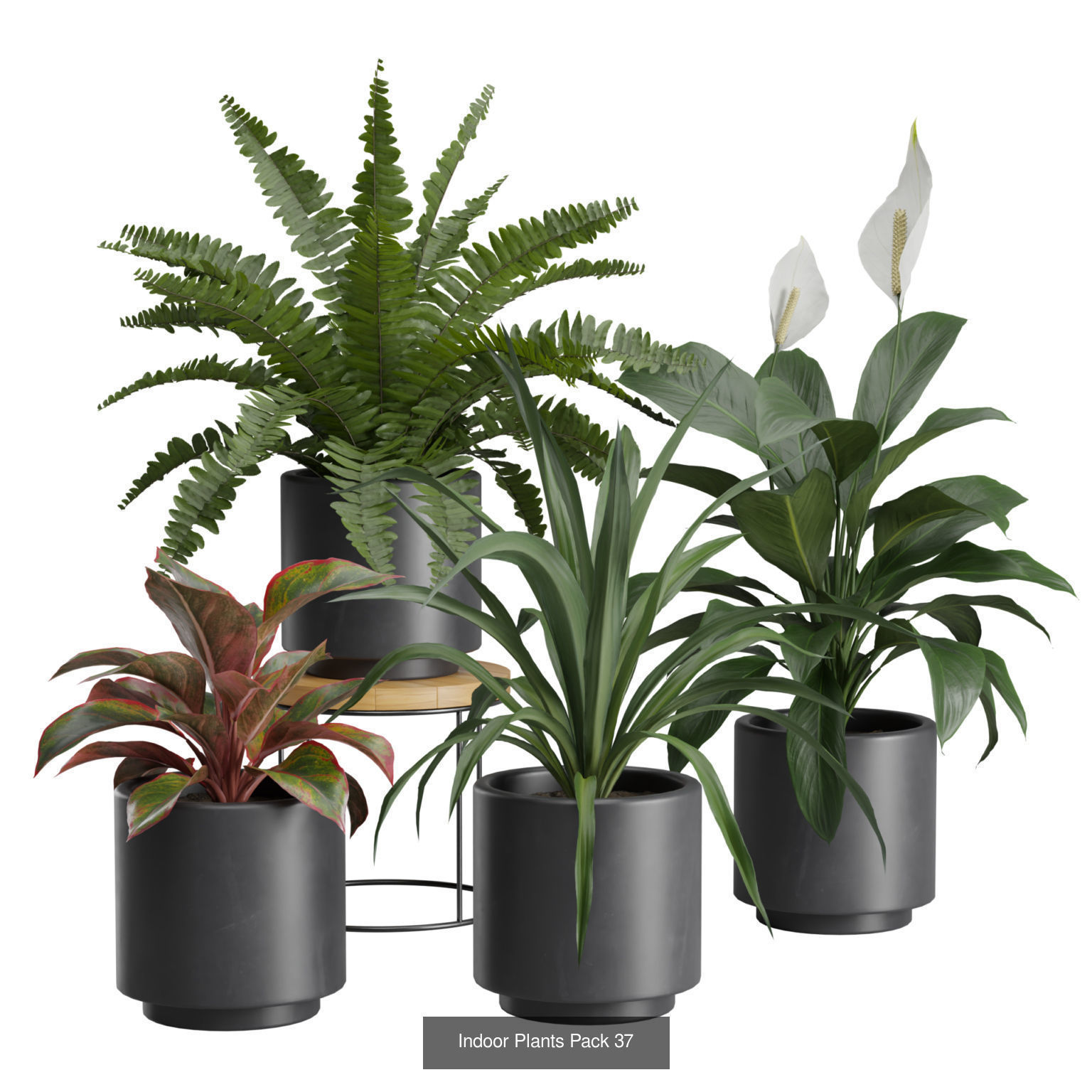 Indoor Plants Collection 02 _6