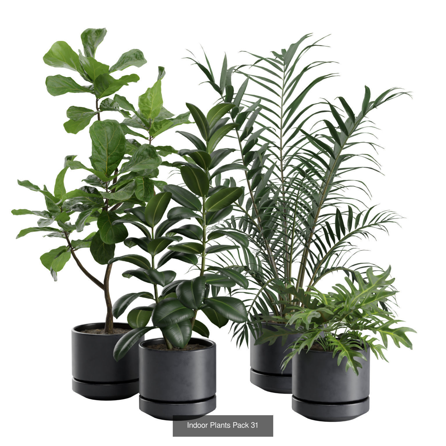 Indoor Plants Collection 02 _4