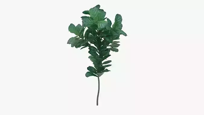 small live oak plant