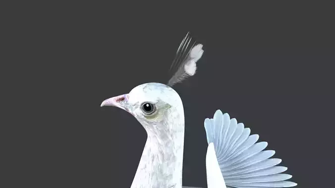 White Peacock Sitting