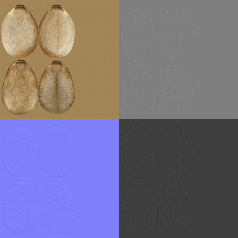 Sesame Seeds V1 3D model_7