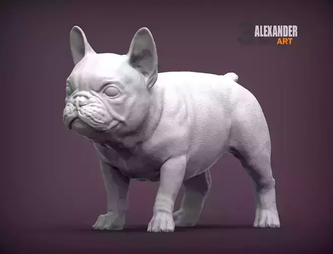 french bulldog puppy