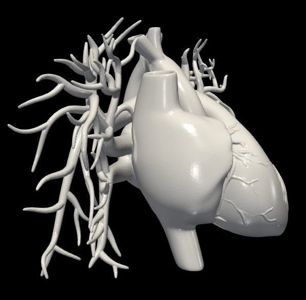 3d model of heart with vessels 3D model_4