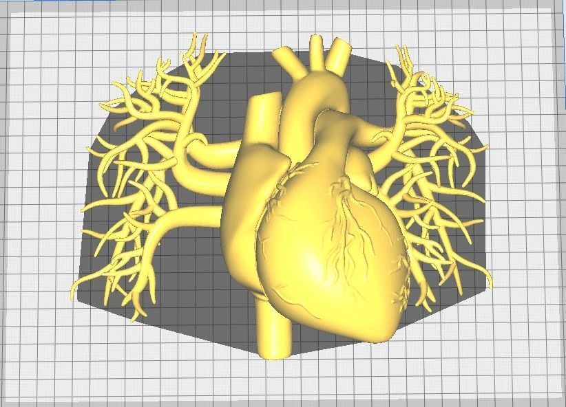 3d model of heart with vessels 3D model_9