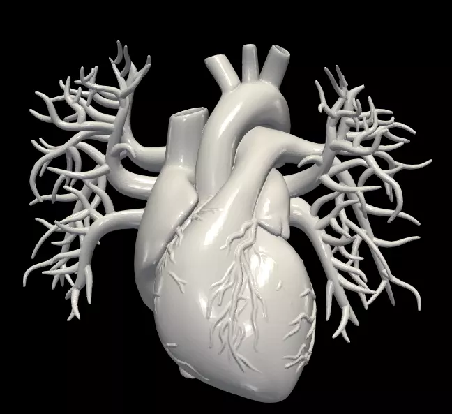 3d model of heart with vessels 3D model_0